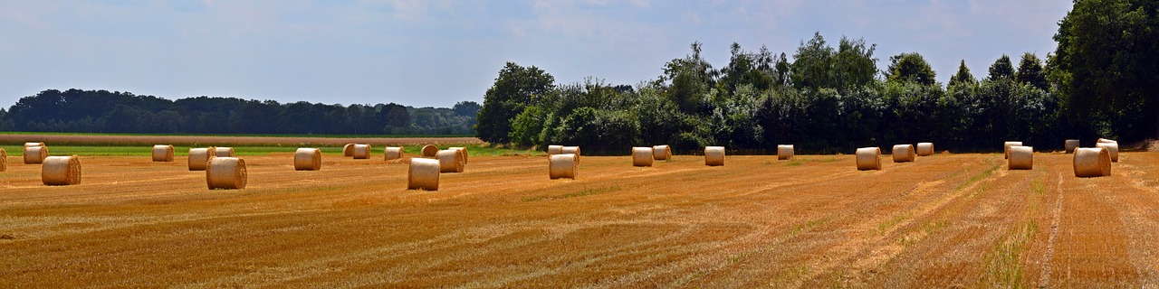 The Benefits of Community Supported Agriculture (CSA)